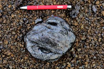 Sopečná bomba vyvržená v bezprostředním okolí aktivní erupce. Foto: Lukáš Krmíček