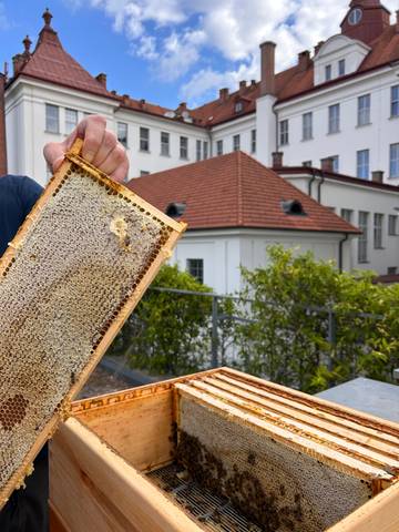 Zavíčkovaný medný plást je po vytažení z úlu připravený k dalšímu zpracování. | Foto: FAST VUT 