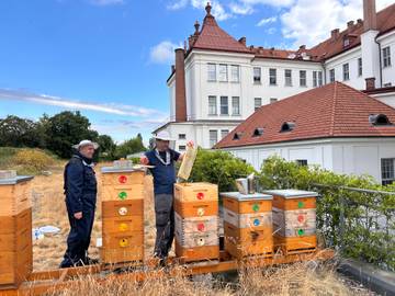 Fakultní včelky odvedly skvělou práci. Aktivitu dále přebíráme my lidé a plásty v medníku odvčelujeme. | Foto: FAST VUT